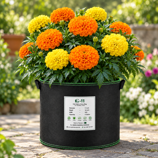 Marigold Crackerjack Seeds - Mix WINTER/SUMMER
