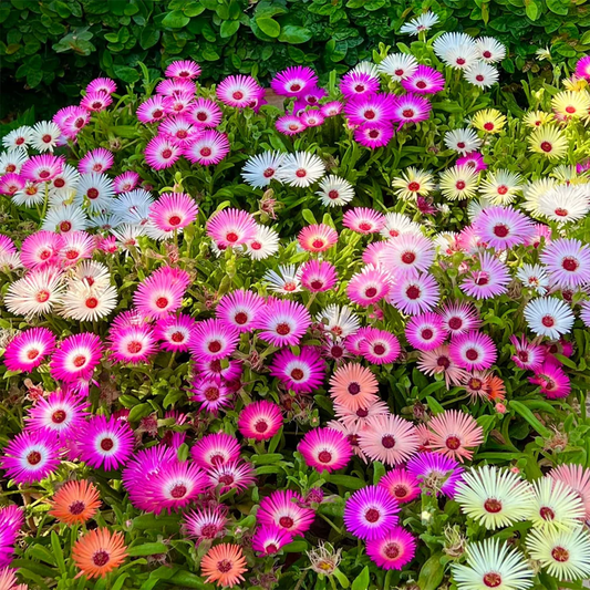 Mesembryanthemum (Ice Plant) Seeds - Mix {WINTER}