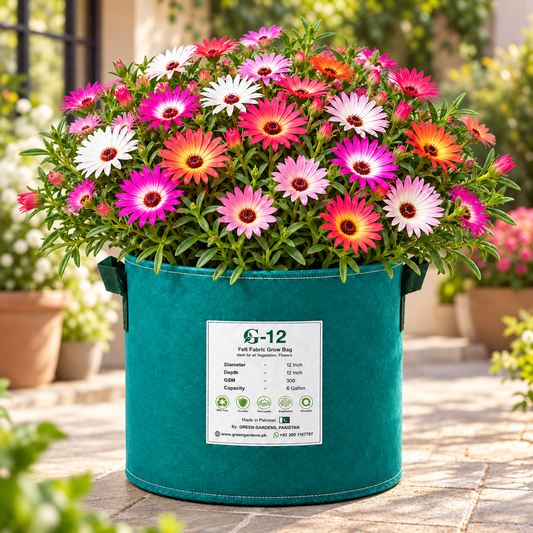 Mesembryanthemum Ice Plant Mix with colourful pink red orange yellow white and purple daisy-like flowers – winter seeds for pots rock gardens borders and grow bags in Pakistan