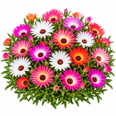 Mesembryanthemum Ice Plant Mix with colourful pink red orange yellow white and purple daisy-like flowers – winter seeds for pots rock gardens borders and grow bags in Pakistan