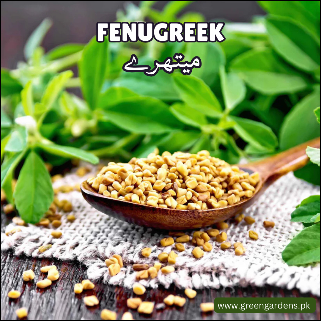 Fenugreek  {WINTER} (Methry)  میتھرے