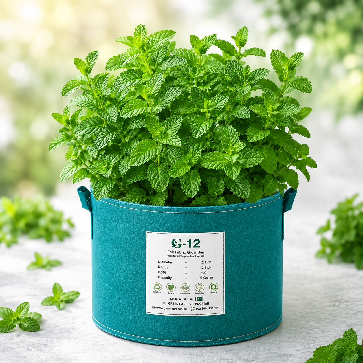 Fresh green mint Pudina leaves grown from seeds for kitchen gardening in Pakistan