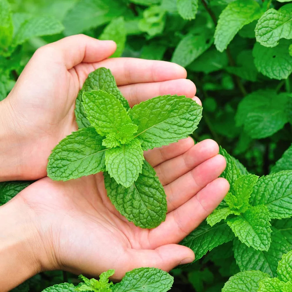 Fresh green mint Pudina leaves grown from seeds for kitchen gardening in Pakistan