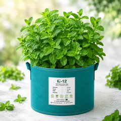 Fresh green mint Pudina leaves grown from seeds for kitchen gardening in Pakistan