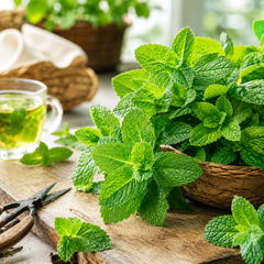 Fresh green mint Pudina leaves grown from seeds for kitchen gardening in Pakistan