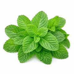 Fresh green mint Pudina leaves grown from seeds for kitchen gardening in Pakistan