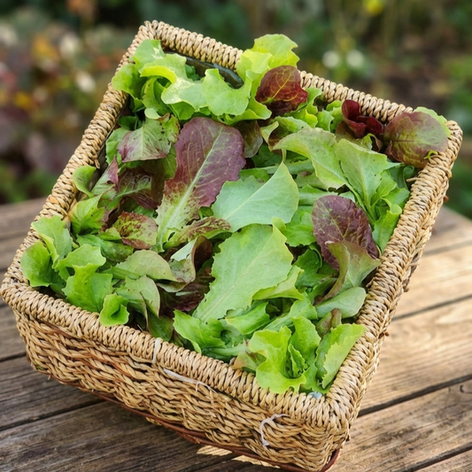 Lettuce Salad Seeds - Mixed