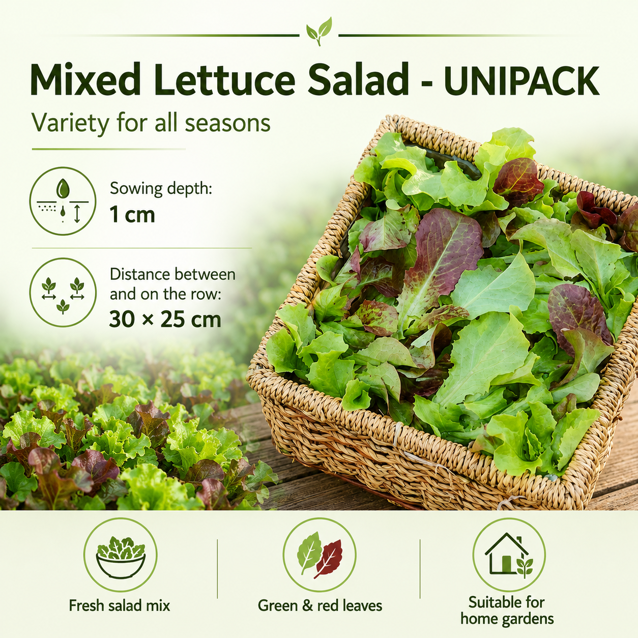Mixed Lettuce Salad Seeds - UNIPACK  (SUMMER/ WINTER)