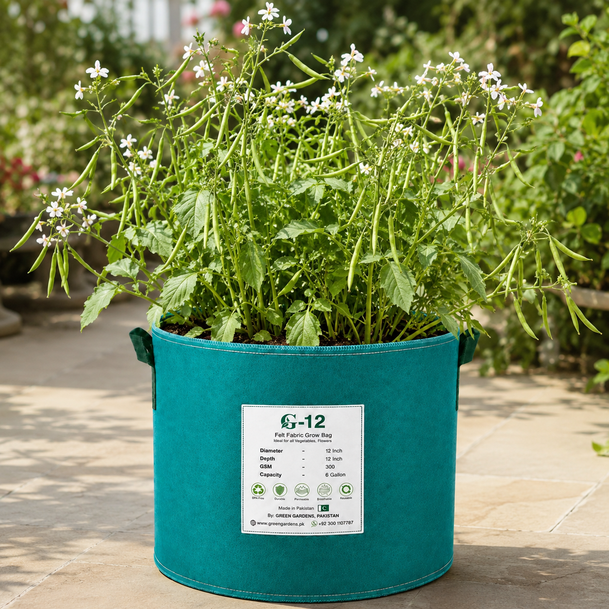 Mongray radish plant with fresh green edible pods – 100g winter radish pod seeds for home gardening in Pakistan