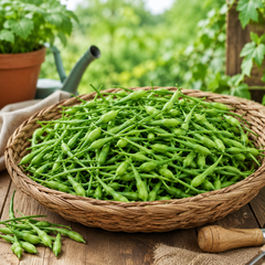 Mongray radish plant with fresh green edible pods – 100g winter radish pod seeds for home gardening in Pakistan