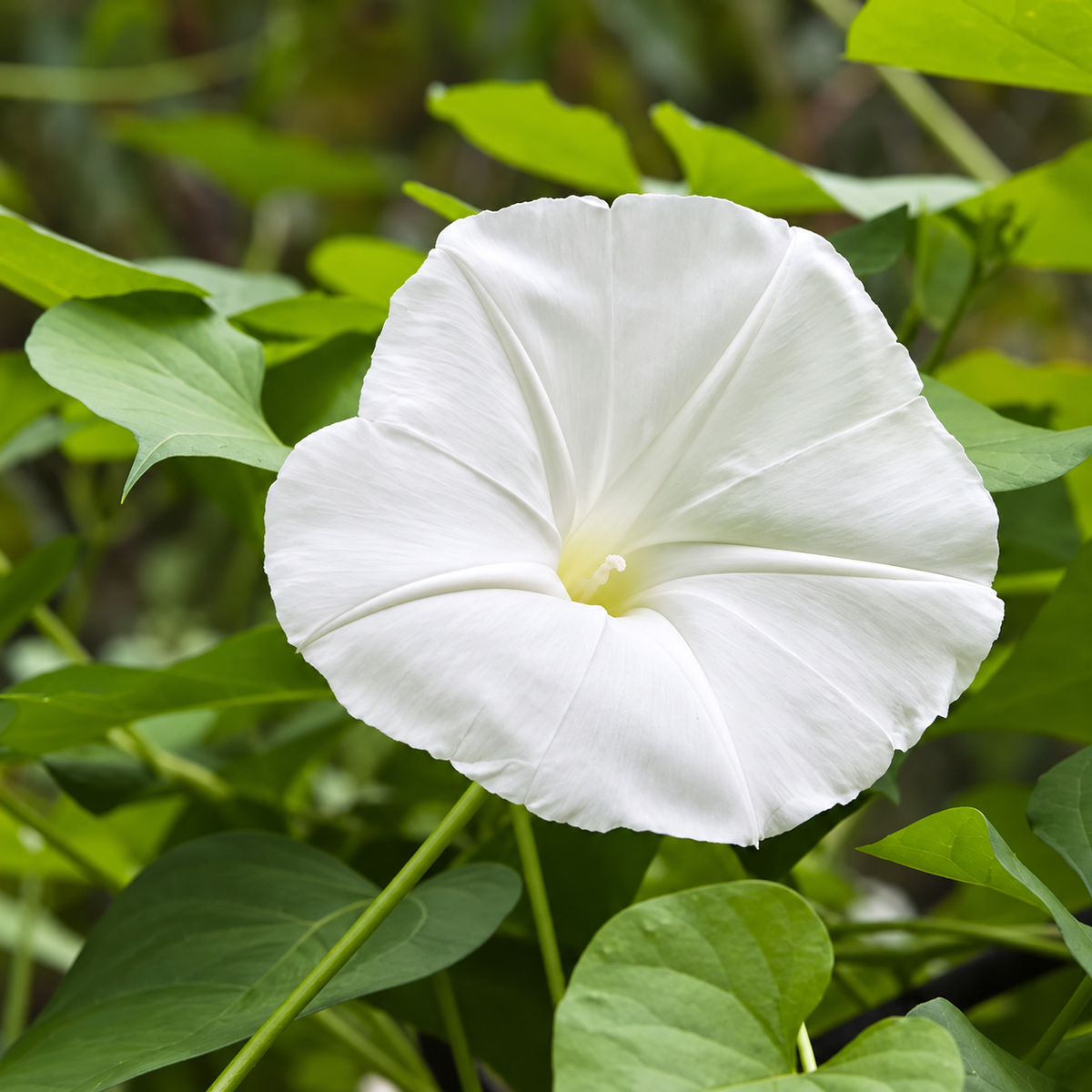 Moonflower Ipomoea alba with large pure-white trumpet-shaped evening-opening flowers climbing on trellis – summer flowering vine seeds in Pakistan