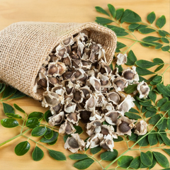 Moringa Seedsسہانجنا کے بیج