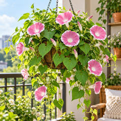 Morning Glory Chocolate Ipomoea nil vine with large chocolate-rose to mauve trumpet-shaped flowers – summer climbing flower seeds for trellises balconies pots and grow bags in Pakistan