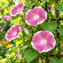Morning Glory Chocolate Ipomoea nil vine with large chocolate-rose to mauve trumpet-shaped flowers – summer climbing flower seeds for trellises balconies pots and grow bags in Pakistan