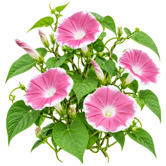 Morning Glory Chocolate Ipomoea nil vine with large chocolate-rose to mauve trumpet-shaped flowers – summer climbing flower seeds for trellises balconies pots and grow bags in Pakistan