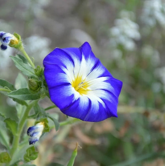 Morning Glory Seeds - Convolvulus Tricolor Royal Ensign Blue (SUMMER)