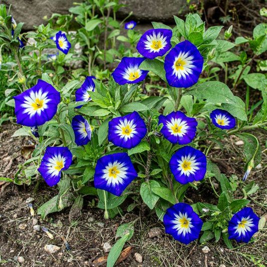 Morning Glory Seeds - Convolvulus Tricolor Royal Ensign Blue (SUMMER)