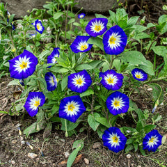 Morning Glory Seeds - Convolvulus Tricolor Royal Ensign Blue (SUMMER)