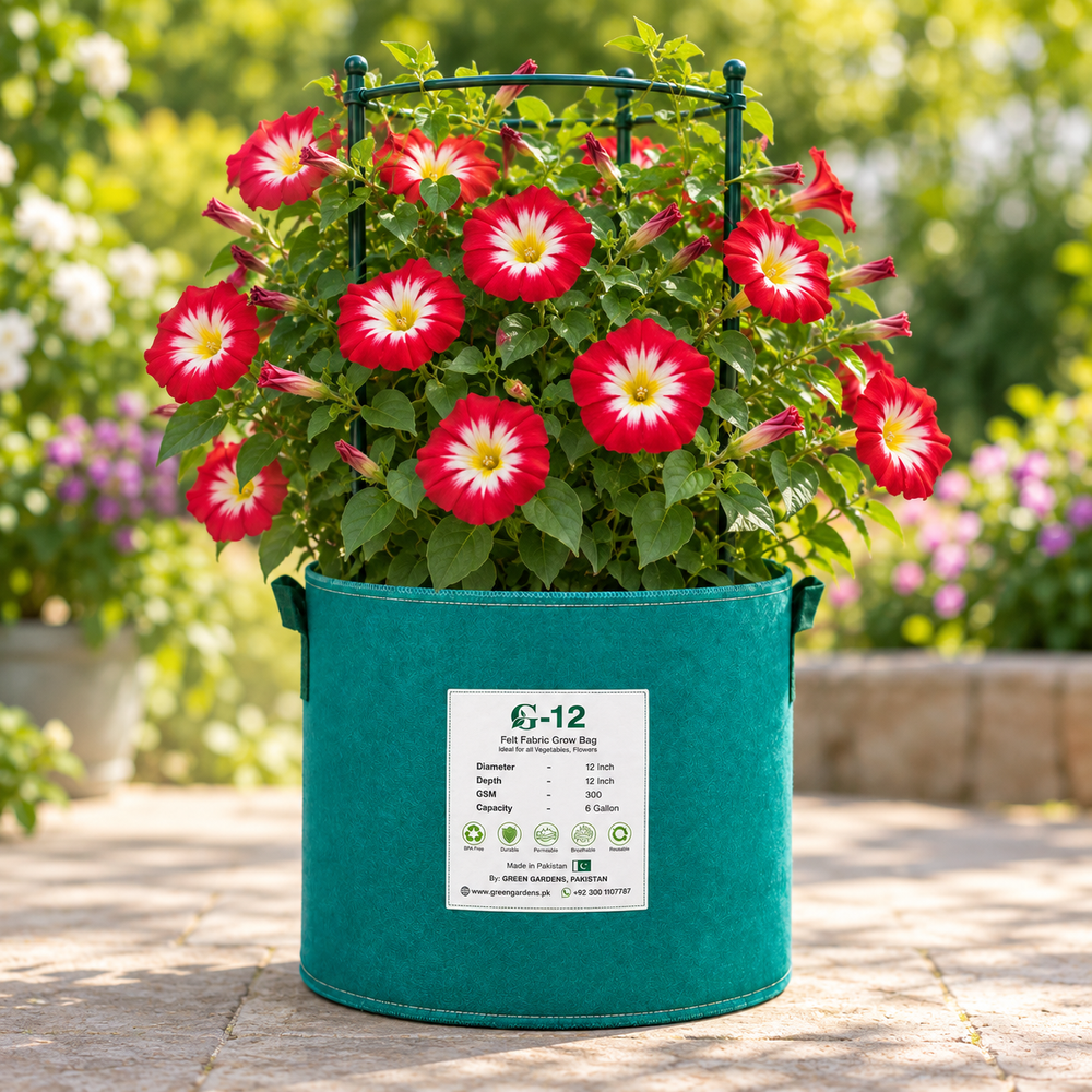 Convolvulus tricolor Red Dwarf Morning Glory with rich red funnel-shaped flowers – compact summer flower seeds for beds borders pots and grow bags in Pakistan