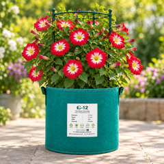 Convolvulus tricolor Red Dwarf Morning Glory with rich red funnel-shaped flowers – compact summer flower seeds for beds borders pots and grow bags in Pakistan