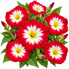 Convolvulus tricolor Red Dwarf Morning Glory with rich red funnel-shaped flowers – compact summer flower seeds for beds borders pots and grow bags in Pakistan