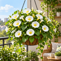 Convolvulus tricolor White Ensign Dwarf Morning Glory with elegant white funnel-shaped flowers and contrasting yellow centre – summer flower seeds for beds borders pots and grow bags in Pakistan