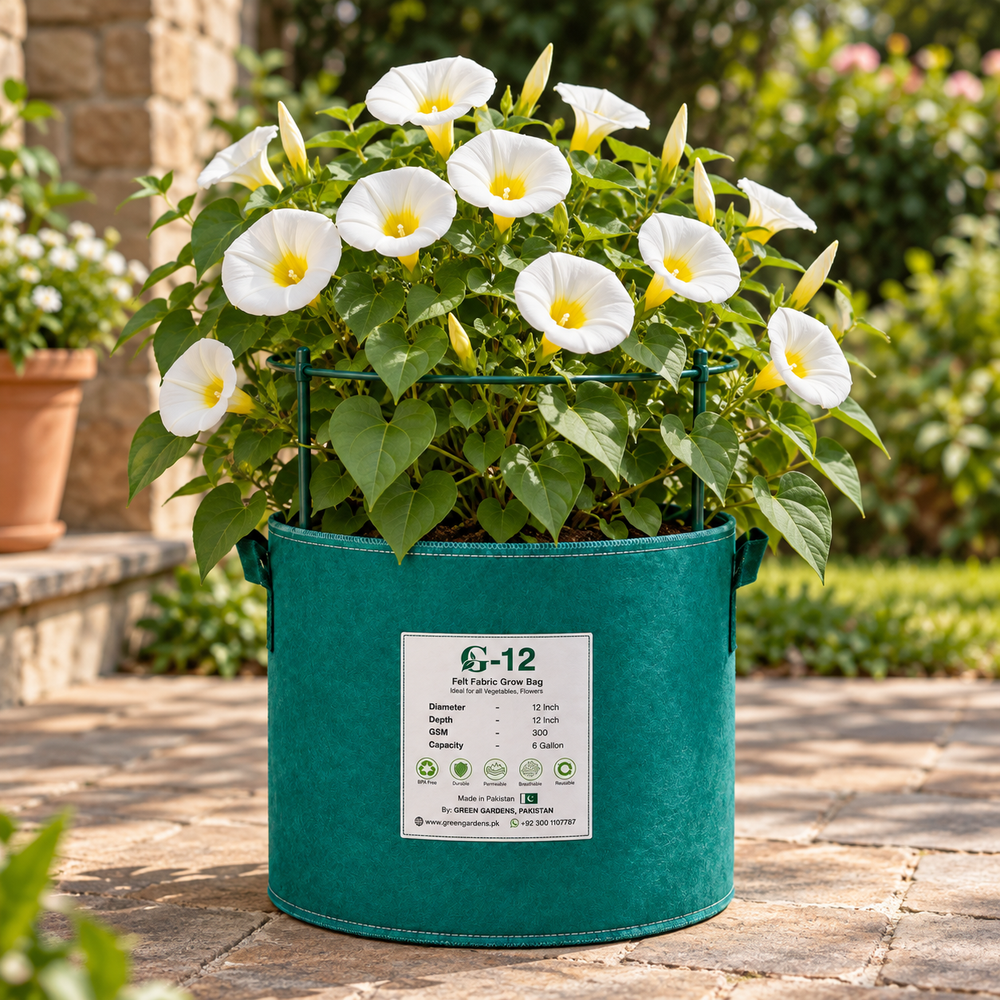Convolvulus tricolor White Ensign Dwarf Morning Glory with elegant white funnel-shaped flowers and contrasting yellow centre – summer flower seeds for beds borders pots and grow bags in Pakistan