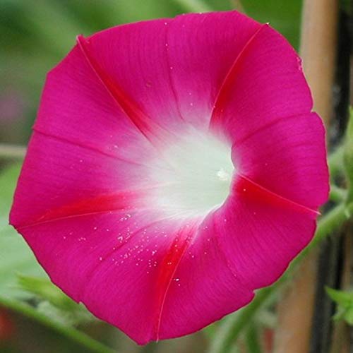 Morning Glory Seeds - Crimson Rambler (SUMMER)