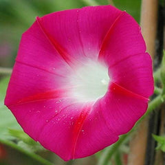 Morning Glory Seeds - Crimson Rambler (SUMMER)