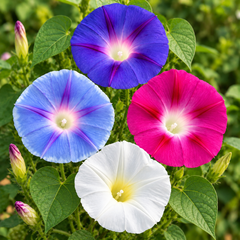 Morning Glory Early Call Mix vine with colourful mixed trumpet-shaped flowers – summer climbing flower seeds for trellises balconies pots and grow bags in Pakistan