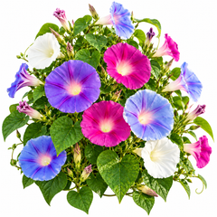 Morning Glory Early Call Mix vine with colourful mixed trumpet-shaped flowers – summer climbing flower seeds for trellises balconies pots and grow bags in Pakistan
