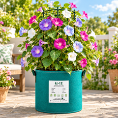 Morning Glory Early Call Mix vine with colourful mixed trumpet-shaped flowers – summer climbing flower seeds for trellises balconies pots and grow bags in Pakistan