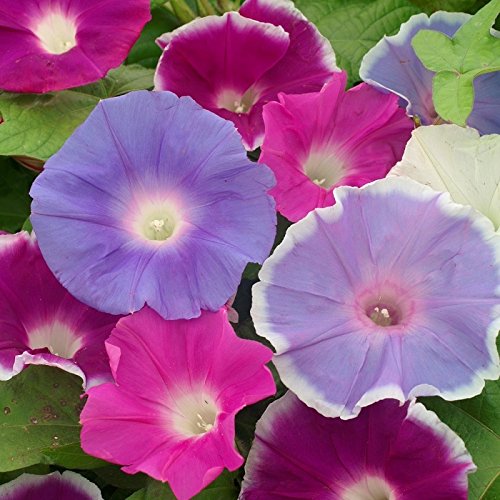 Morning Glory Seeds - Early Call Mix {SUMMER}