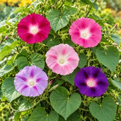 Morning Glory Field Grown Mix vines with colourful mixed trumpet-shaped flowers – summer climbing flower seeds for trellises balconies pots and grow bags in Pakistan