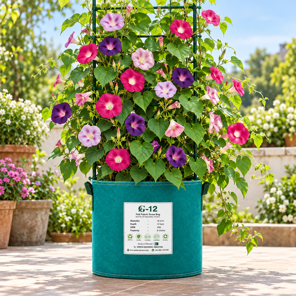 Morning Glory Field Grown Mix vines with colourful mixed trumpet-shaped flowers – summer climbing flower seeds for trellises balconies pots and grow bags in Pakistan
