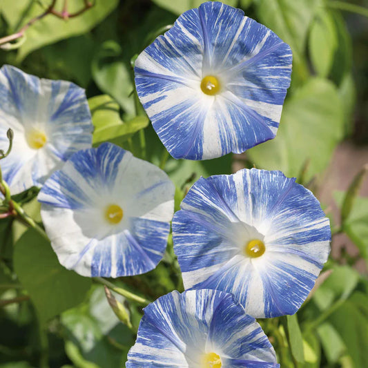 Morning Glory Seeds - Flying Saucer (SUMMER)
