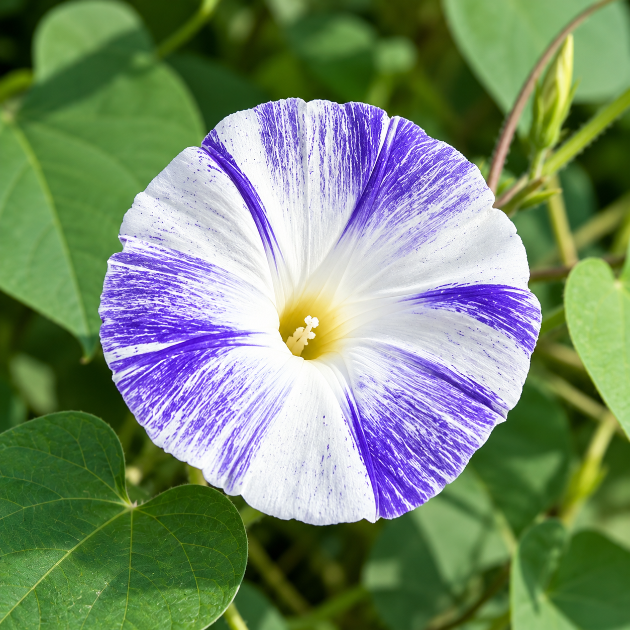 Morning Glory Flying Saucer vine with large white trumpet-shaped flowers streaked and marbled with sky-blue – summer climbing flower seeds for trellises balconies pots and grow bags in Pakistan