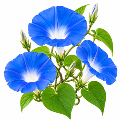 Morning Glory Heavenly Blue vine with large sky-blue trumpet-shaped flowers and pale contrasting centre – summer climbing flower seeds for trellises balconies pots and grow bags in Pakistan