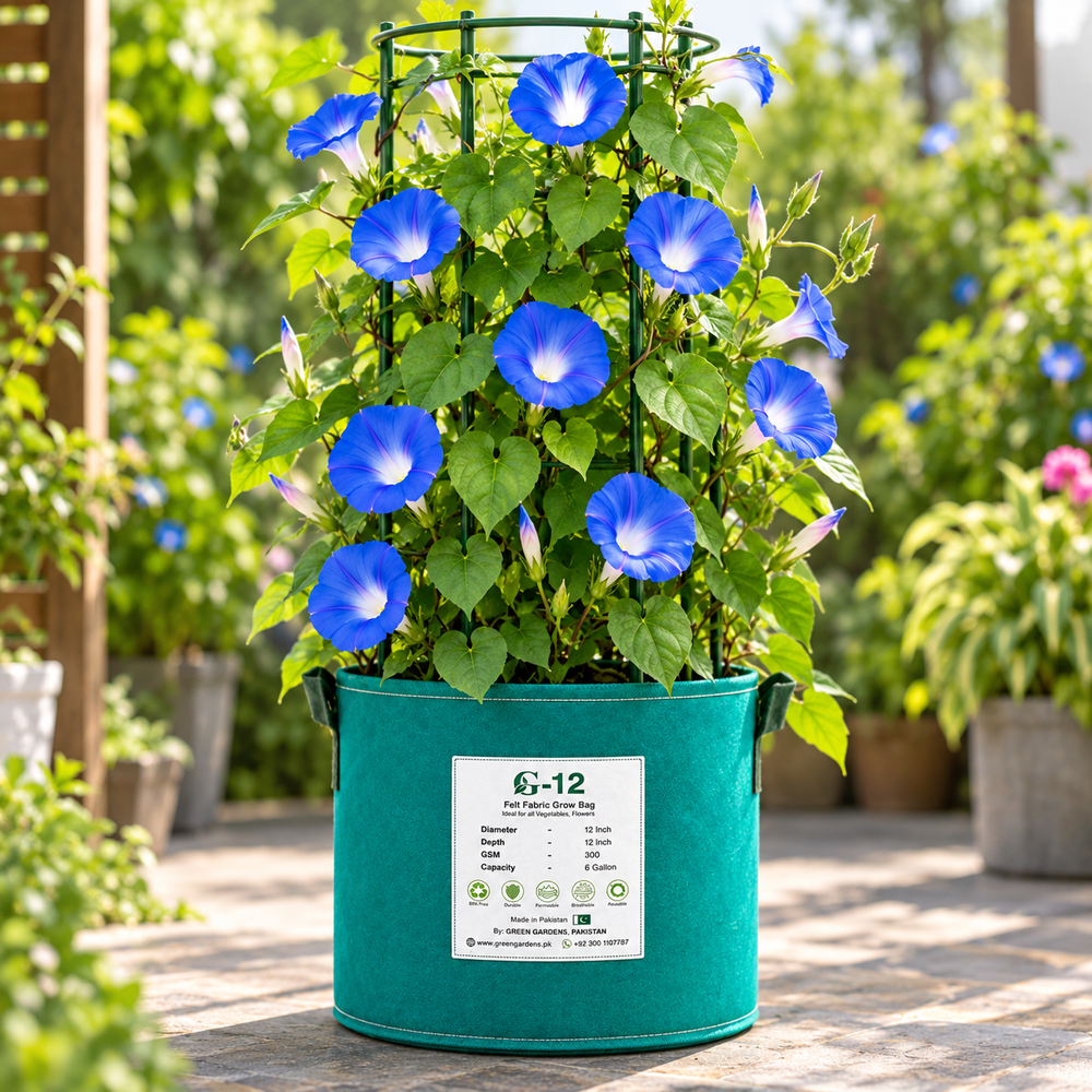Morning Glory Heavenly Blue vine with large sky-blue trumpet-shaped flowers and pale contrasting centre – summer climbing flower seeds for trellises balconies pots and grow bags in Pakistan