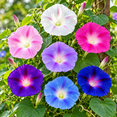 Morning Glory Imperial Mix vines with colourful mixed trumpet-shaped flowers – summer climbing flower seeds for trellises balconies pots and grow bags in Pakistan