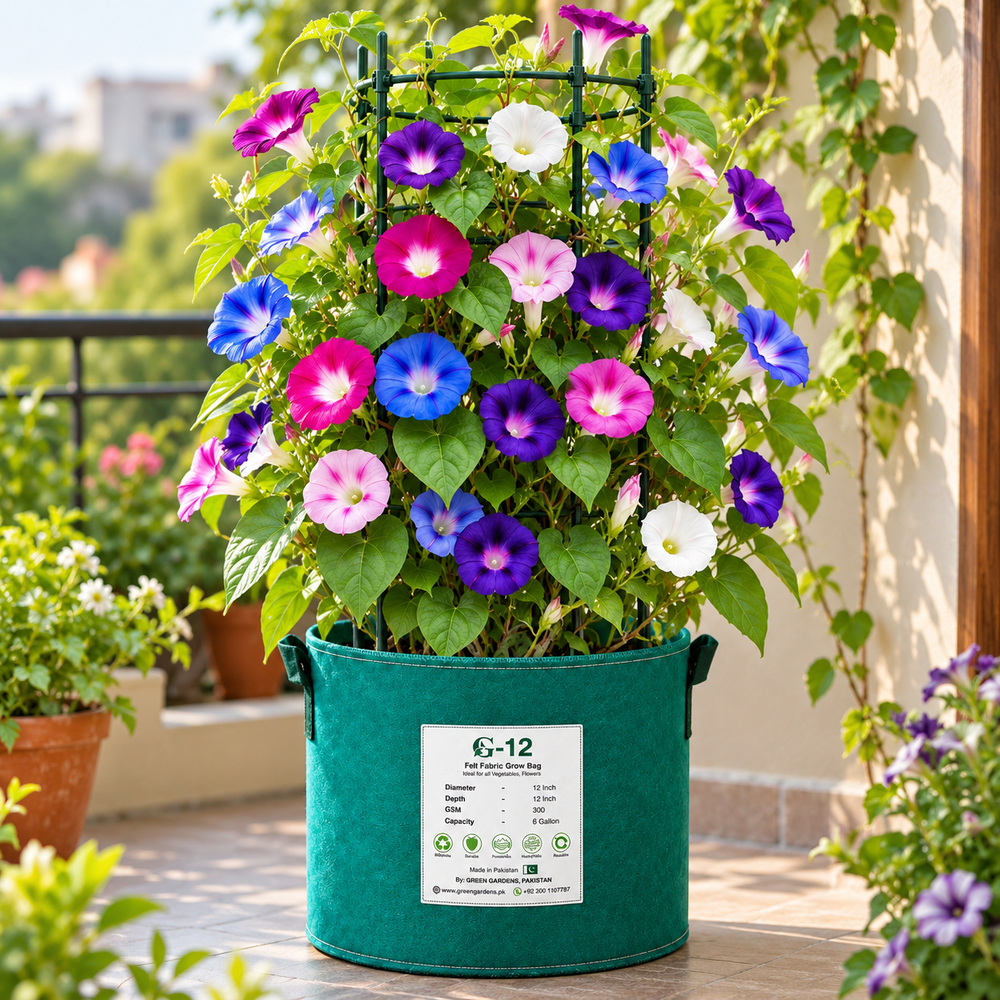 Morning Glory Imperial Mix vines with colourful mixed trumpet-shaped flowers – summer climbing flower seeds for trellises balconies pots and grow bags in Pakistan