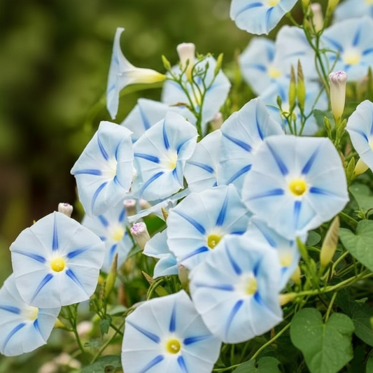 Morning Glory Seeds - Ismay (SUMMER)
