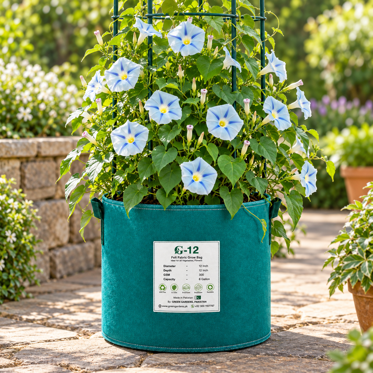 Morning Glory Ismay Ipomoea tricolor vine with pastel-blue trumpet-shaped flowers featuring a deep blue star and yellow throat – summer climbing flower seeds for Pakistan