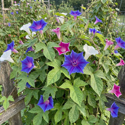 Morning Glory Seeds - Kikyo Zaki Mix (SUMMER)