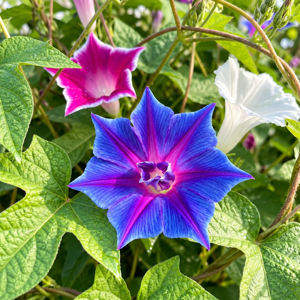 Morning Glory Kikyo Zaki Mix vine with colourful Japanese-style star-shaped and deeply lobed flowers – summer climbing flower seeds for trellises balconies pots and grow bags in Pakistan