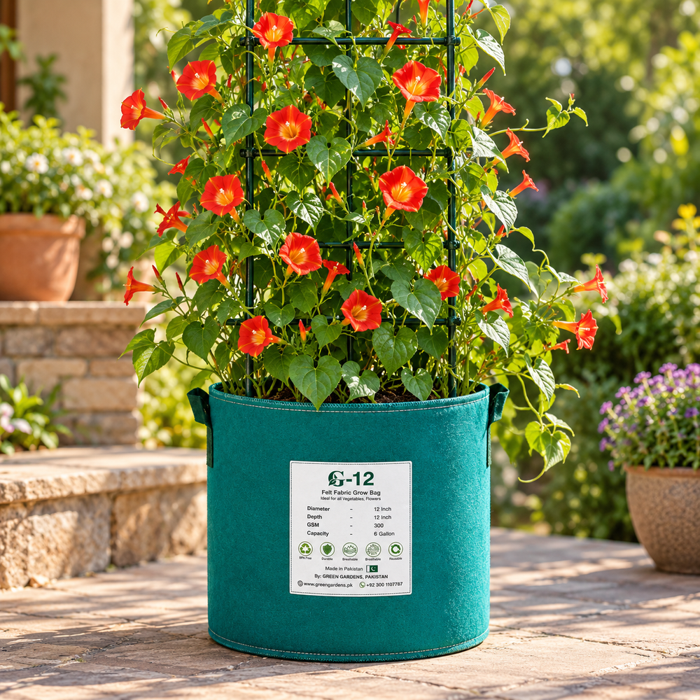 Morning Glory Luteola Orange vine with warm orange to apricot trumpet-shaped flowers – summer climbing flower seeds for trellises balconies pots and grow bags in Pakistan