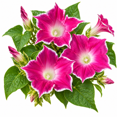 Morning Glory Magenta White Edge vine with rich magenta trumpet-shaped flowers and contrasting white margins – summer climbing flower seeds for trellises balconies pots and grow bags in Pakistan
