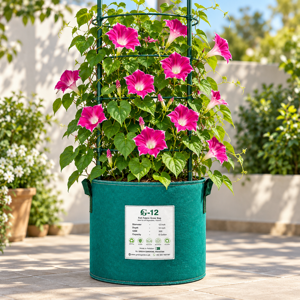 Morning Glory Magenta White Edge vine with rich magenta trumpet-shaped flowers and contrasting white margins – summer climbing flower seeds for trellises balconies pots and grow bags in Pakistan