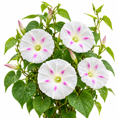 Morning Glory Milky Way Tricolor vine with attractive white and blue-violet trumpet-shaped flowers – summer climbing flower seeds for trellises balconies pots and grow bags in Pakistan