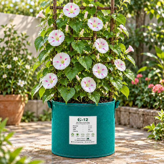 Morning Glory Milky Way Tricolor vine with attractive white and blue-violet trumpet-shaped flowers – summer climbing flower seeds for trellises balconies pots and grow bags in Pakistan